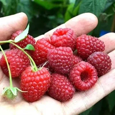 Малина ХИМБО-ТОП — описание сорта Малина ХИМБО-ТОП в Москве