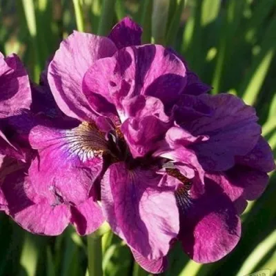 Ирис БАНДЛ ОВ ДЖОЙ сибирский — описание сорта Ирис БАНДЛ ОВ ДЖОЙ сибирский в Москве