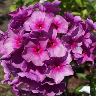 Флокс ДЫМЧАТОЕ СУФЛЕ метельчатый в Москве