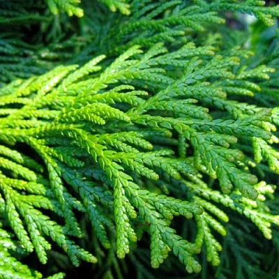 Туевик в Москве