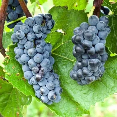 Виноград ВЭЛИАНТ в Москве