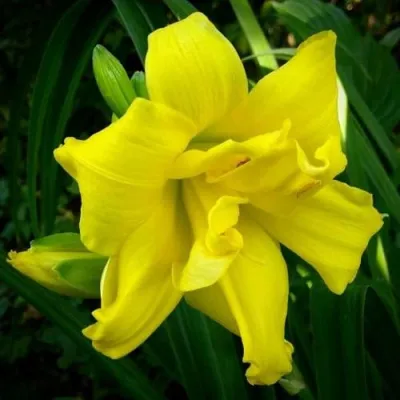 Лилейник ДАБЛ РИВЕР ВАЙ гибридный — описание сорта Лилейник ДАБЛ РИВЕР ВАЙ гибридный в Москве