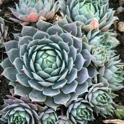 Молодило БЛЮ СТАР — описание сорта Молодило БЛЮ СТАР в Москве