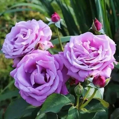 Саженцы роз ШАРЛЬ ДЕ ГОЛЛЬ чайно-гибридная — описание сорта Саженцы роз ШАРЛЬ ДЕ ГОЛЛЬ чайно-гибридная в Москве