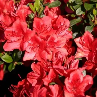 Азалия ФРИДОЛАЙН японская — описание сорта Азалия ФРИДОЛАЙН японская в Москве