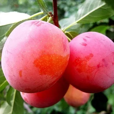 Слива КОМЕТА  Слива КОМЕТА в Москве