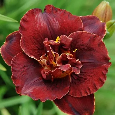 Лилейник БУРГУНДИ ЛАВ гибридный  Лилейник БУРГУНДИ ЛАВ гибридный в Москве