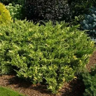 Можжевельник ВАРИЕГАТА казацкий — описание сорта Можжевельник ВАРИЕГАТА казацкий в Москве