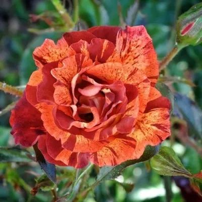 Саженцы роз САММЕР ЛОДЖ шраб — описание сорта Саженцы роз САММЕР ЛОДЖ шраб в Москве