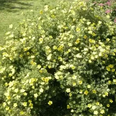 Лапчатка КЛОНДАЙК кустарниковая — описание сорта Лапчатка КЛОНДАЙК кустарниковая в Москве