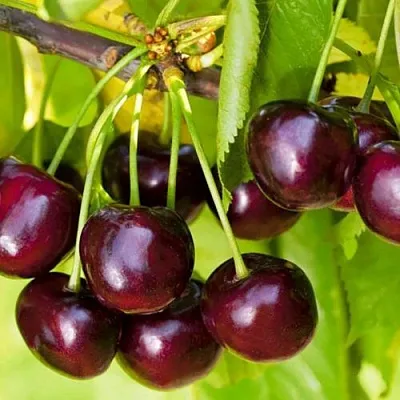 Черешня ИПУТЬ в Москве