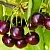 Черешня ИПУТЬ в Москве