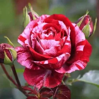 Саженцы роз ДИП ИМПРЕШН флорибунда в Москве