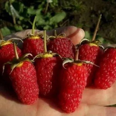 Малина РУБИНОВОЕ ОЖЕРЕЛЬЕ — описание сорта Малина РУБИНОВОЕ ОЖЕРЕЛЬЕ в Москве