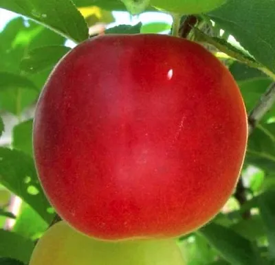 Плумкот БИРИКОККОЛО БОЛОГНЕС  Плумкот БИРИКОККОЛО БОЛОГНЕС в Москве