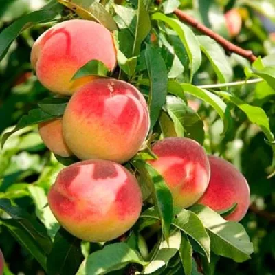 Персик ДИВНЫЙ в Москве