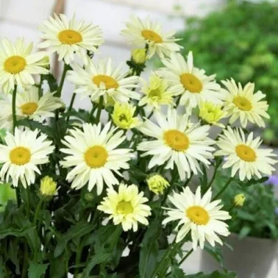 Нивяник БРОДВЕЙ ЛАЙТС великолепный в Москве