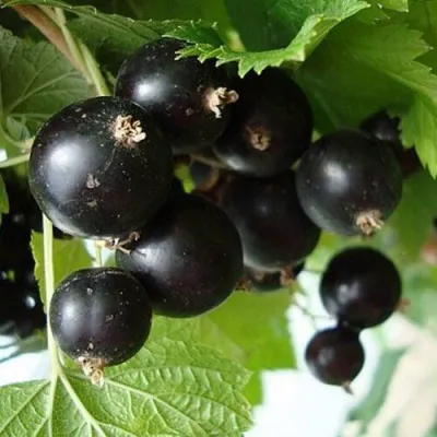 Смородина черная БЕН ТИБЕН — описание сорта Смородина черная БЕН ТИБЕН в Москве