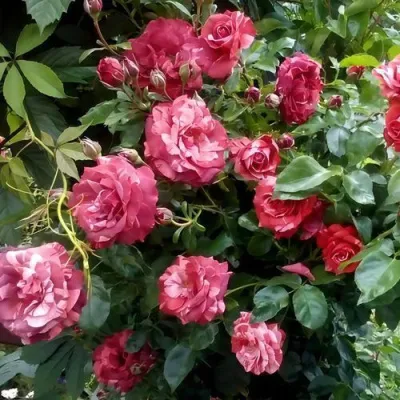 Саженцы роз БРАУНИ плетистая — описание сорта Саженцы роз БРАУНИ плетистая в Москве