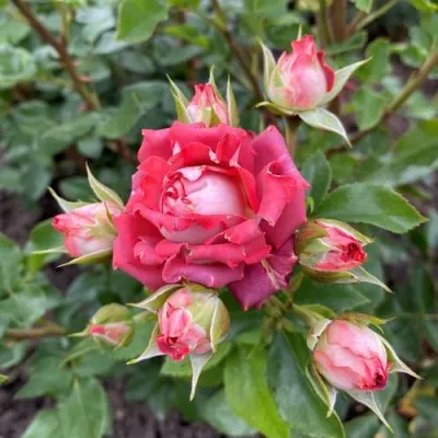 Саженцы роз ТИРАМИСУ спрей в Москве