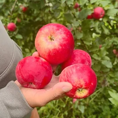 Яблоня АКСЕНА  Яблоня АКСЕНА в Москве
