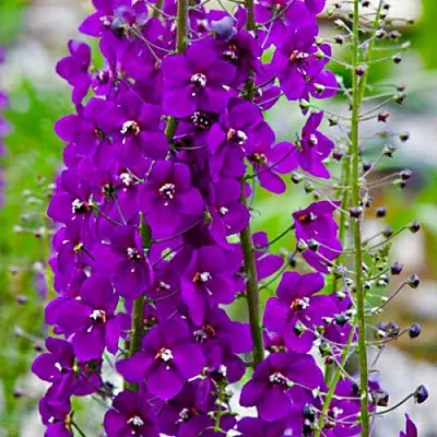 Коровяк ВИОЛЕТТА (вербаскум)  Коровяк ВИОЛЕТТА (вербаскум) в Москве