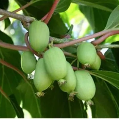 Актинидия РОГОВ аргута в Москве