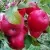 Яблоня АЙДАРЕД — описание сорта Яблоня АЙДАРЕД в Москве
