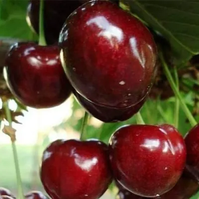 Черешня ЛАПИНС — описание сорта Черешня ЛАПИНС в Москве