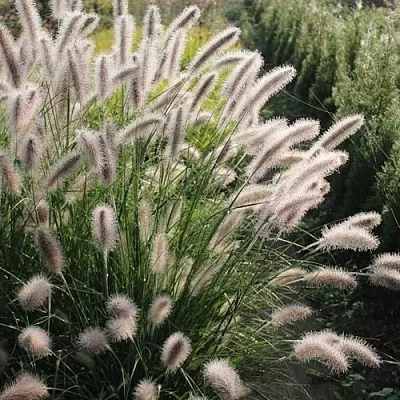 Пеннисетум ЛЕДИ Ю  Пеннисетум ЛЕДИ Ю в Москве