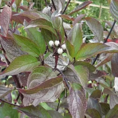 Дерен КЕССЕЛЬРИНГИ — описание сорта Дерен КЕССЕЛЬРИНГИ в Москве