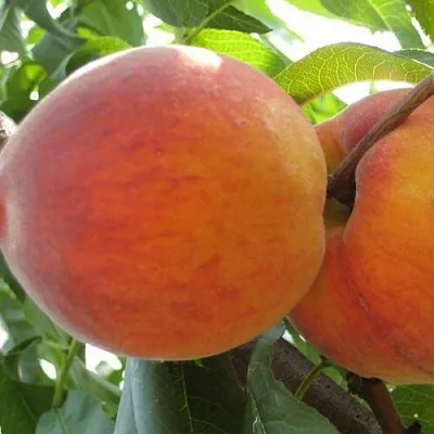 Персик СОЧНЫЙ  Персик СОЧНЫЙ в Москве