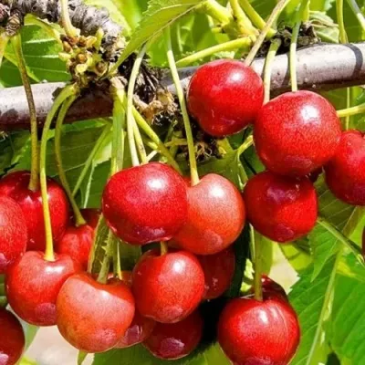 Черешня БЮТТНЕРА КРАСНАЯ — описание сорта Черешня БЮТТНЕРА КРАСНАЯ в Москве
