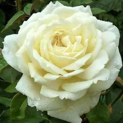 Саженцы роз ЖАННА МОРО чайно-гибридная в Москве