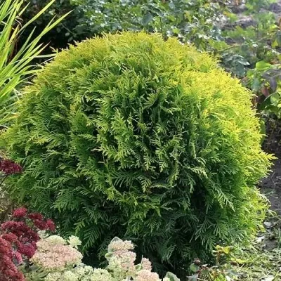 Туя ЕЛЛОУ ГЛОБ западная — описание сорта Туя ЕЛЛОУ ГЛОБ западная в Москве