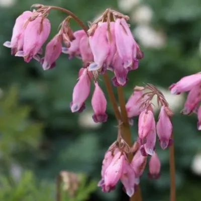 Дицентра изящная — описание сорта Дицентра изящная в Москве