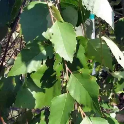 Береза САММЕР КАСКАД черная — описание сорта Береза САММЕР КАСКАД черная в Москве