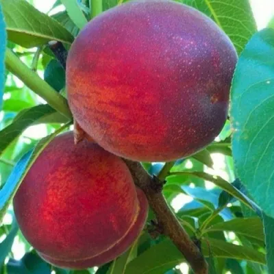 Персик ЭРЛИ КРЕСТ — описание сорта Персик ЭРЛИ КРЕСТ в Москве