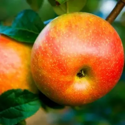 Яблоня АБРИКОСОВАЯ в Москве