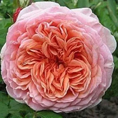 Саженцы роз АБРАХАМ ДЕРБИ английская  Саженцы роз АБРАХАМ ДЕРБИ английская в Москве