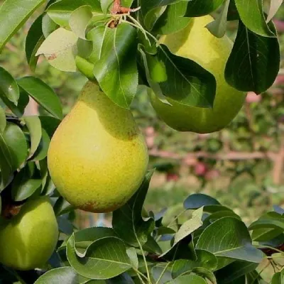 Груша ДОБРЯНКА в Москве