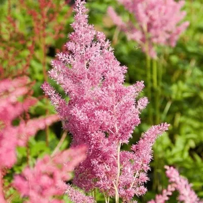Астильба РЕЙНЛЕНД японская — описание сорта Астильба РЕЙНЛЕНД японская в Москве
