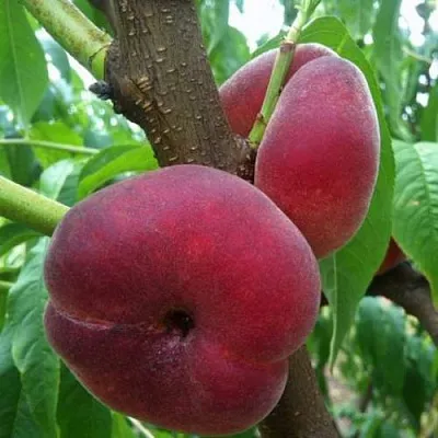 Персик АЛЕКС ИНЖИРНЫЙ  Персик АЛЕКС ИНЖИРНЫЙ в Москве