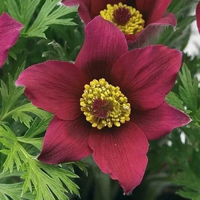 Прострел ПИНВИЛ РЕД ШЕЙДЕС  Прострел ПИНВИЛ РЕД ШЕЙДЕС в Москве