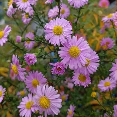 Астра СТРОУБЕРРИ ЭНД КРИМ новобельгийская — описание сорта Астра СТРОУБЕРРИ ЭНД КРИМ новобельгийская в Москве