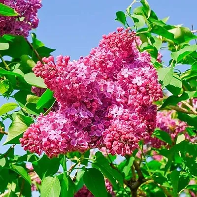 Сирень КРАСНАЯ МОСКВА  Сирень КРАСНАЯ МОСКВА в Москве