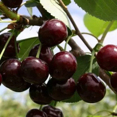 Дюк ИВАНОВНА — описание сорта Дюк ИВАНОВНА в Москве