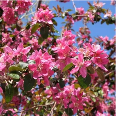 Яблоня ХЕЛЕНА декоративная — описание сорта Яблоня ХЕЛЕНА декоративная в Москве