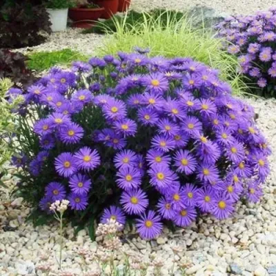 Астра ЛЕДИ ИН БЛЮ — описание сорта Астра ЛЕДИ ИН БЛЮ в Москве