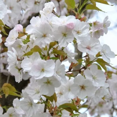 Сакура САНСЕТ БУЛЕВАРД в Москве